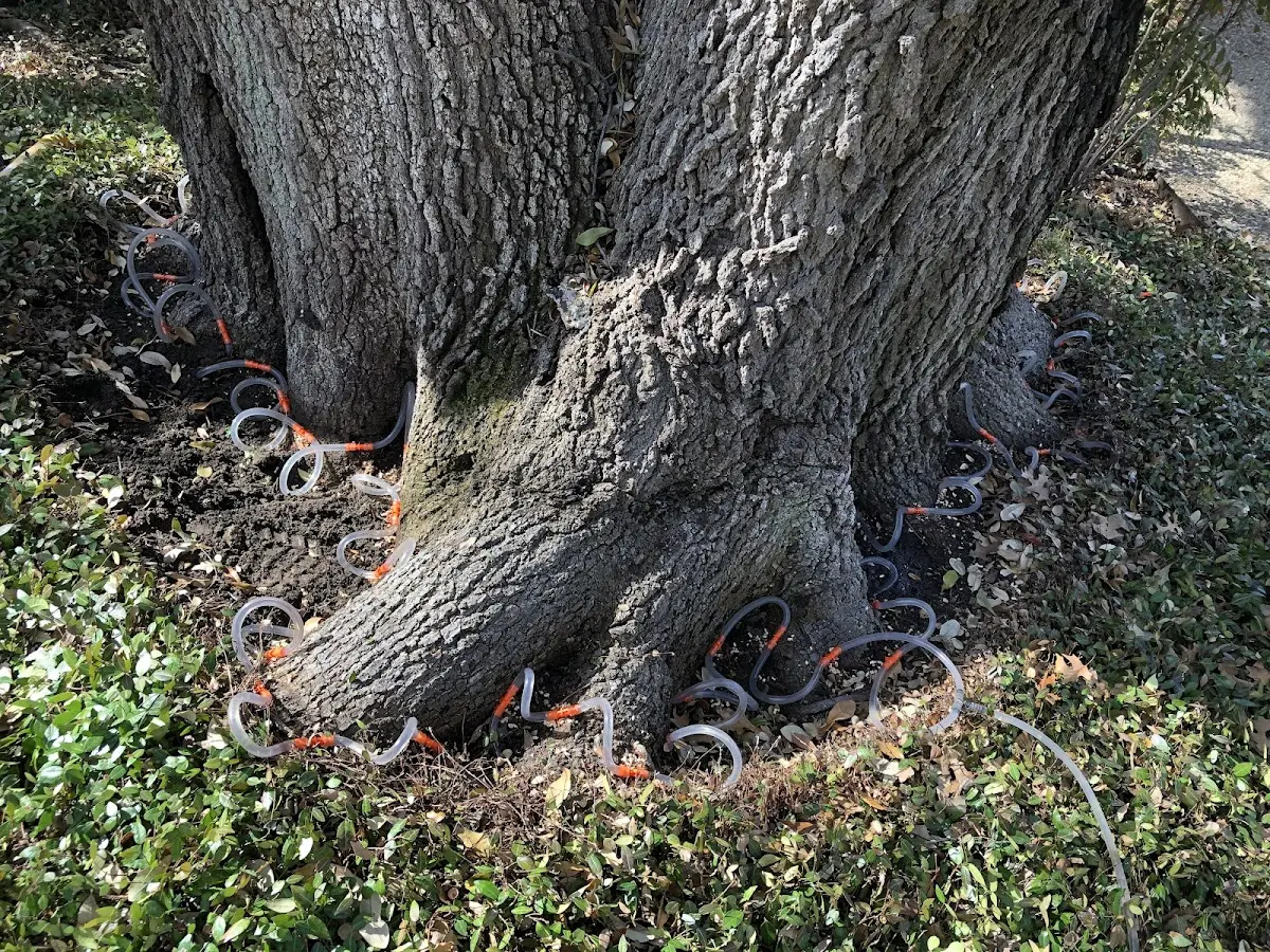 Detailed Tree Cabling and Bracing job site in Pep