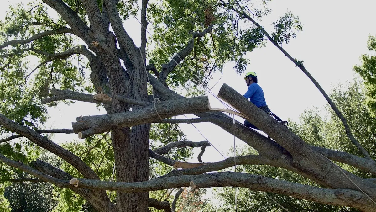 Professional Crown Thinning performed by certified arborists in Pep